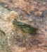vážka obecná (Vážky), Sympetrum vulgatum, Anisoptera (Odonata)